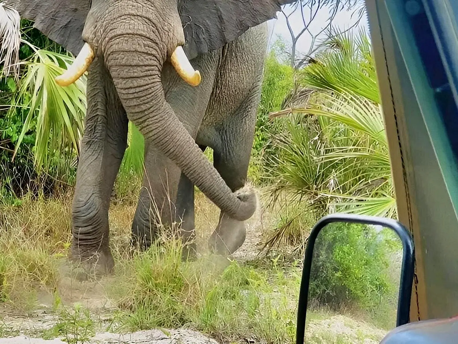 Wild elephant right beside the safari jeep in Mikumi